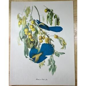 Audubon Birds of America Scrub Jay Original Print Vtg 1950 R T Peterson 9 x 12